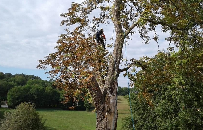 Elagage laurent Buisson Neuvic Dordogne