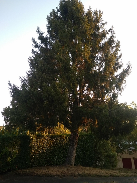 Elagage épicea  / Photo1 - avant travaux