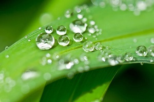 service ecobio