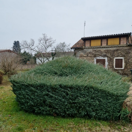 Photo 7 taille massif Neuvic dordogne